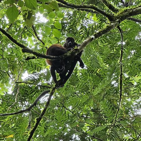 Bewak Cr Hotell Tortuguero Eksteriør bilde