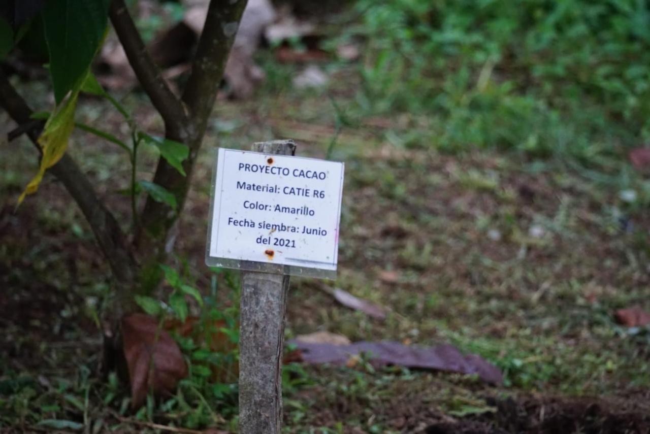 Bewak Cr Hotell Tortuguero Eksteriør bilde
