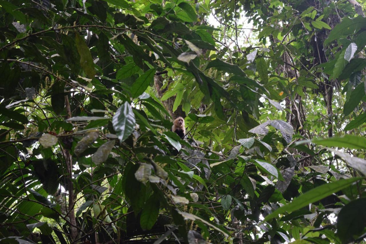 Bewak Cr Hotell Tortuguero Eksteriør bilde