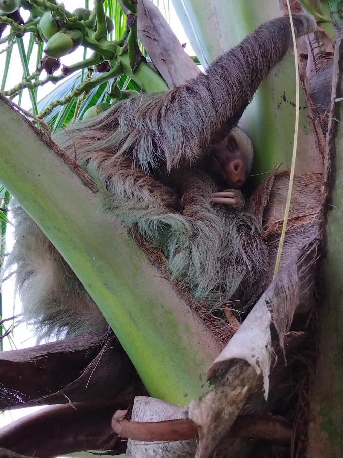 Bewak Cr Hotell Tortuguero Eksteriør bilde