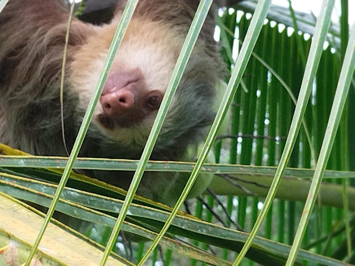 Bewak Cr Hotell Tortuguero Eksteriør bilde