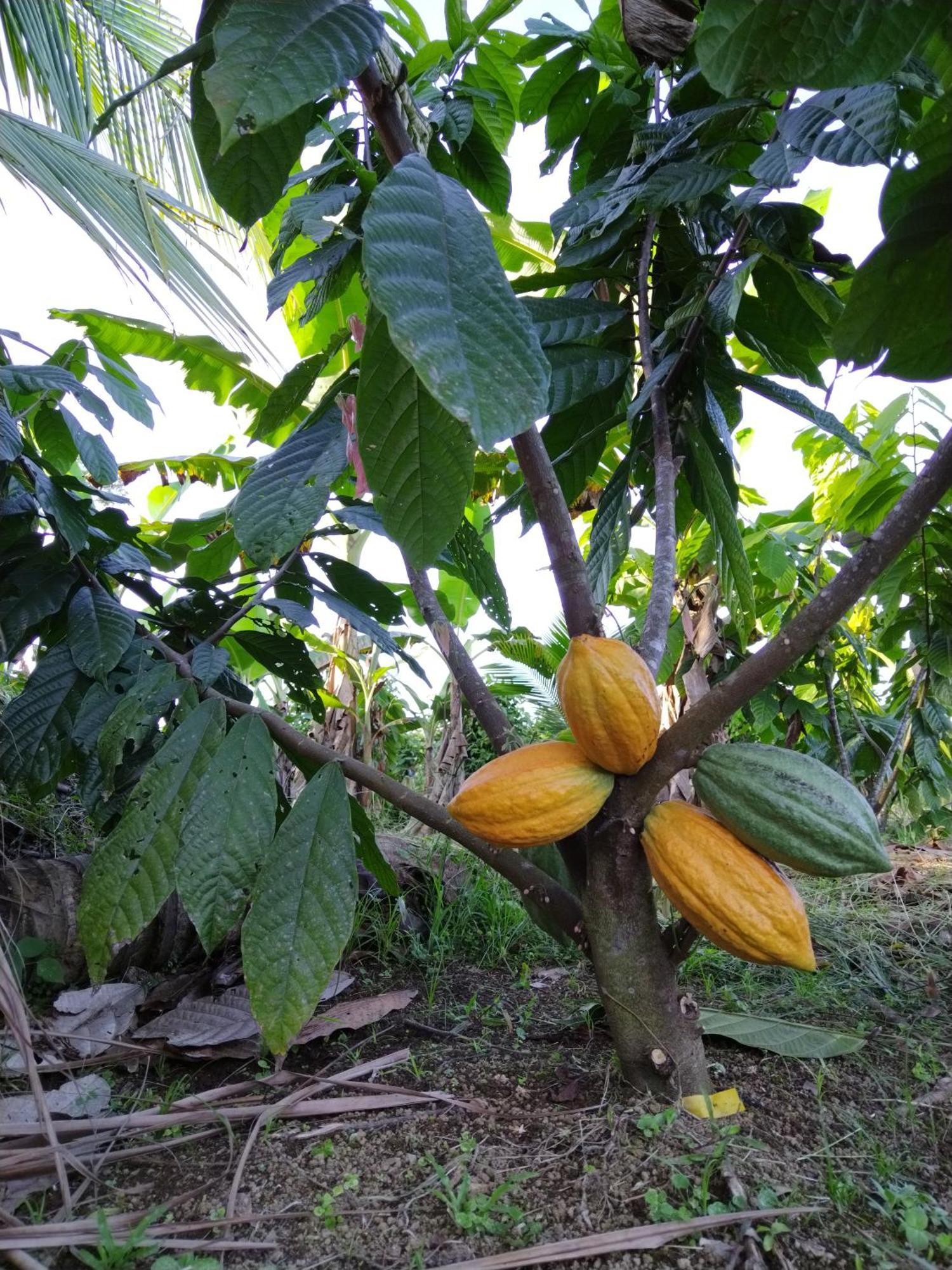 Bewak Cr Hotell Tortuguero Eksteriør bilde