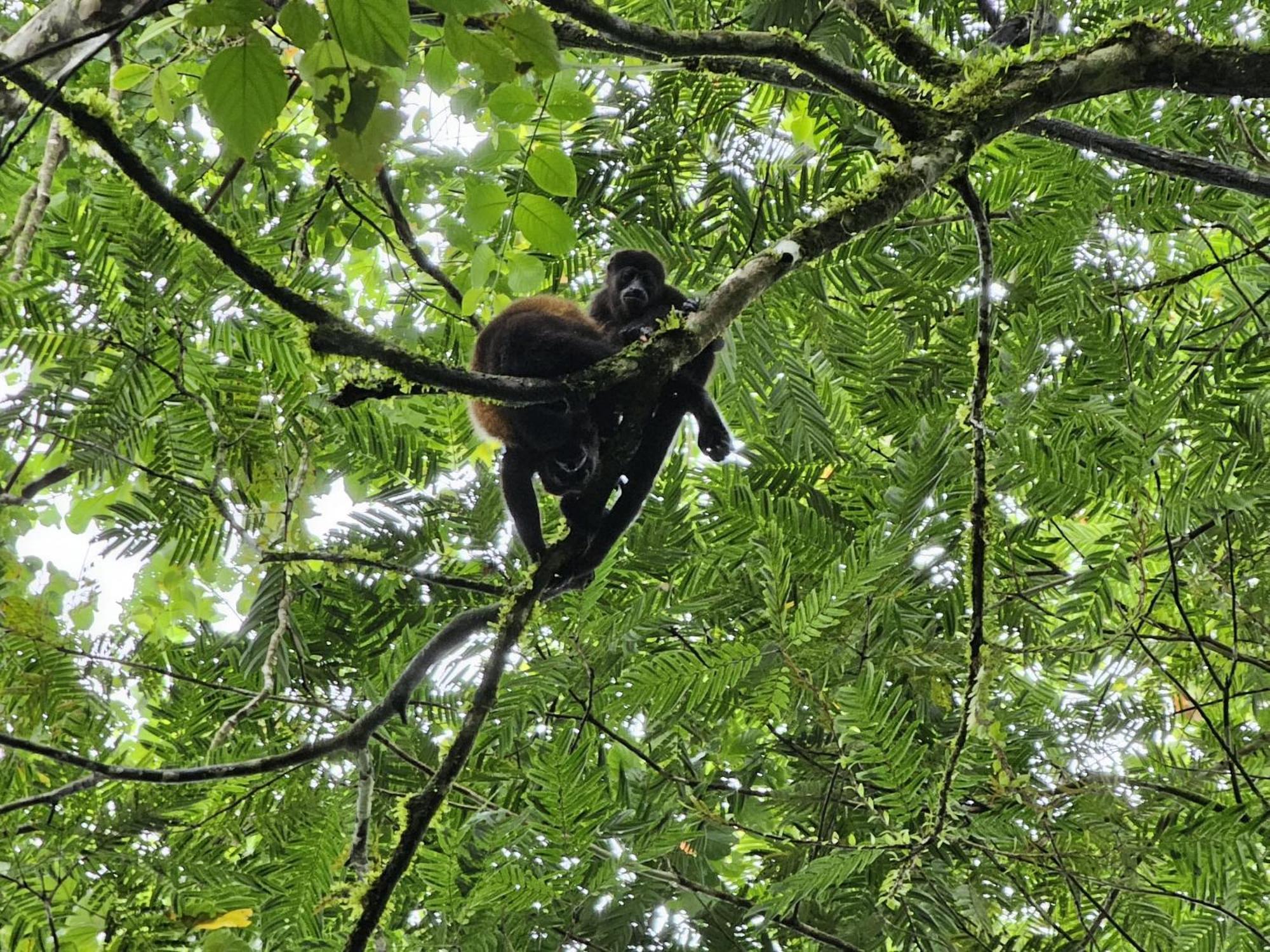Bewak Cr Hotell Tortuguero Eksteriør bilde
